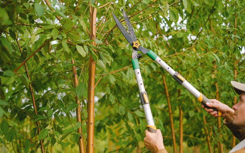 Tree trimming in Hydaburg, AK